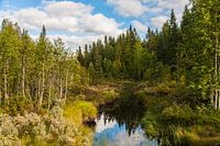 Swedish landscape with water