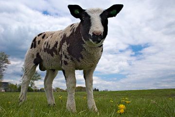 lammetje in weiland  sur Matthijs Temminck