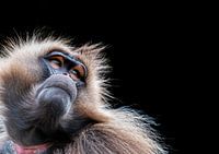 Le singe Gelada