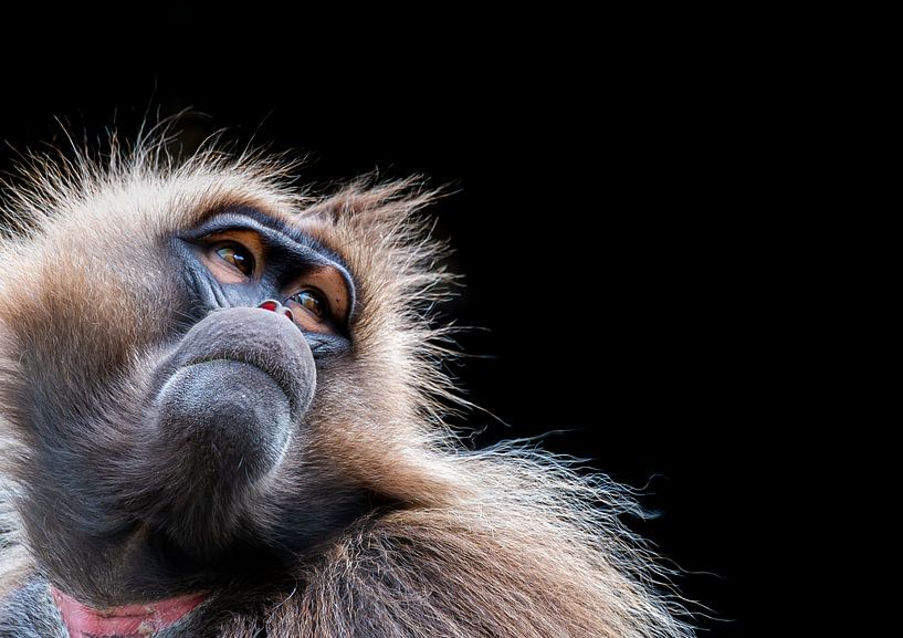 Le singe Gelada par Gabrielle van der Hel