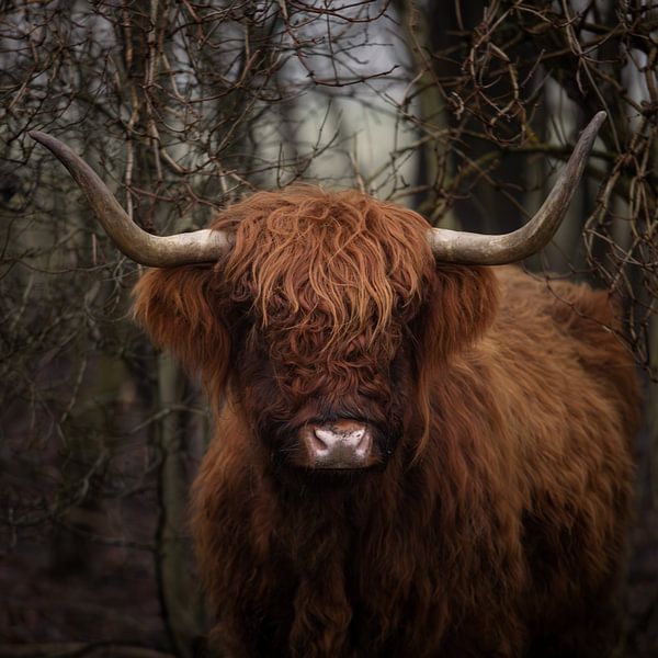 Schottischer Highlander von Peter Kuipers
