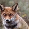 Fuchs in den Amsterdamer Wasserversorgungsdünen. von Janny Beimers