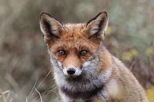 Fuchs in den Amsterdamer Wasserversorgungsdünen.
