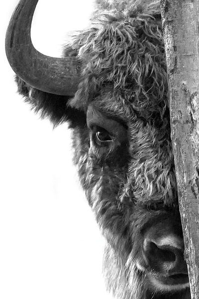 Curious wisent in nature reserve the Maashorst in black and white by Corinne Cornelissen-Megens