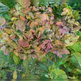 Een hortensia in herfstkleur van Carla van Zomeren
