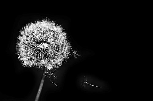 Dandelion fluff, Dandelion