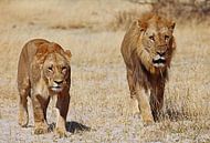 Zwei Löwen - Afrika wildlife von W. Woyke Miniaturansicht