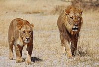 Two lions - Africa wildlife