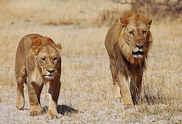 Two lions - Africa wildlife van W. Woyke