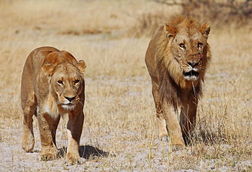 Two lions - Africa wildlife van W. Woyke