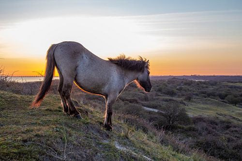 Konikpaard tijdens de zonsopkomst