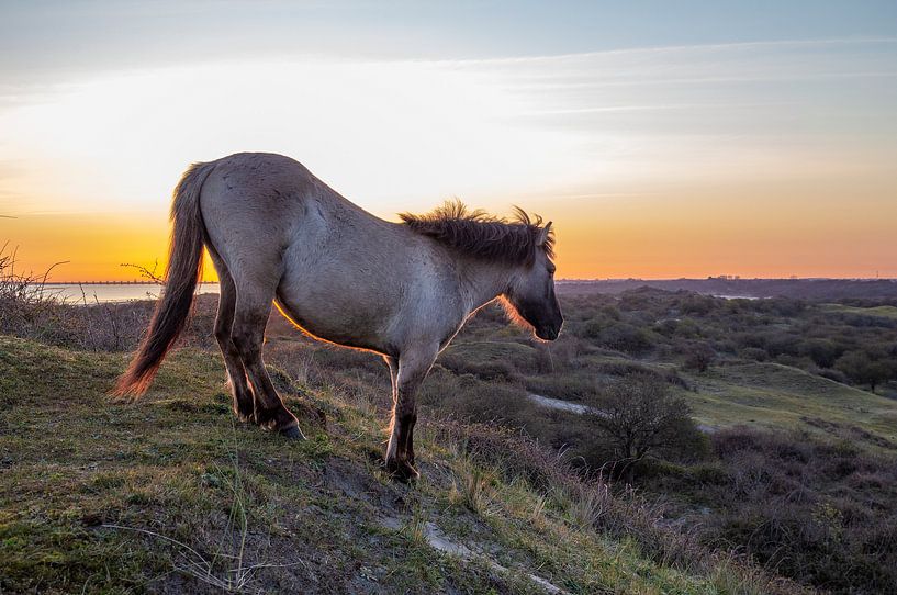Konik-Pferd während des Sonnenaufgangs von Marcel Klootwijk