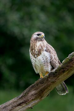 buizerd zit op een mooie strategische plek te wachten tot een prooi zich aandiend van Ria van den Broeke