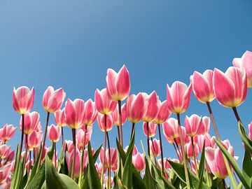 Pink tulips against blue sky