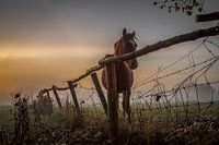 paard