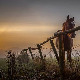 paard sur Jacky Schoonbaert