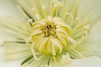 Clematis