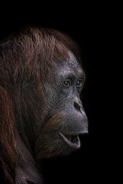 Porträt eines Orang-Utans auf dunklem Hintergrund Version 2 von Ron Meijer Photo-Art