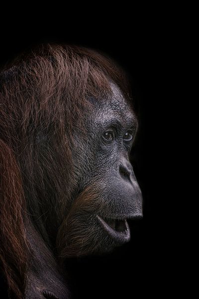 Portrait d'Orang-outan sur fond sombre version 2 par Ron Meijer Photo-Art