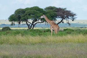 Masai Giraffe