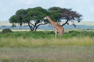 Masai Giraffe van Alexander Schulz