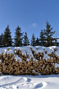 Een koord van hout in de winter van Claude Laprise