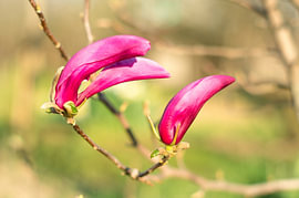 Pink Magnolia Buds in Spring by Milcho Milev