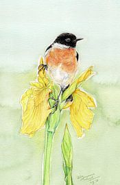 roodborst tapuit van Rianne Brugmans van Breugel