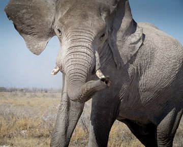 Olifant in droge savanne van Arthur van Iterson