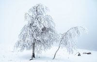 Besneeuwde Bomen
