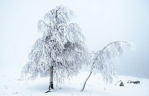 Besneeuwde Bomen van Guido de Kleijn