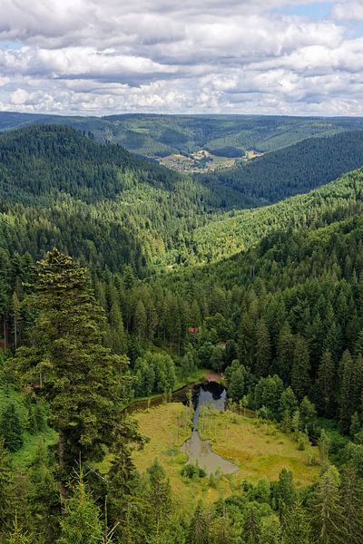 Ellbachblick im Nordschwarzwald von Gisela Scheffbuch