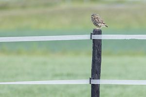 Chouette chevêche sur un poteau