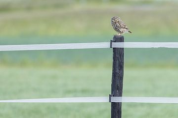 Steenuil auf einem Pfahl
