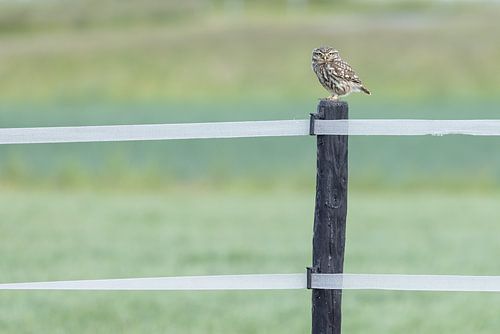 Steenuil op paal