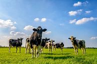 Gruppe von Kühen auf einer Wiese, die in die Linse schauen. von Sjoerd van der Wal Fotografie Miniaturansicht