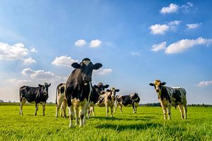 Groupe de vaches dans une prairie regardant dans l'objectif sur Sjoerd van der Wal Photographie