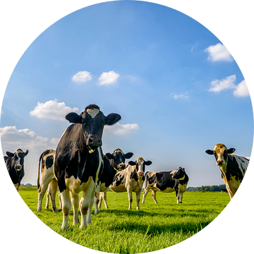 Groep koeien in de wei van Sjoerd van der Wal Fotografie