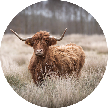 Schotse hooglander koe kijkt op door het gras van KB Design & Photography (Karen Brouwer)