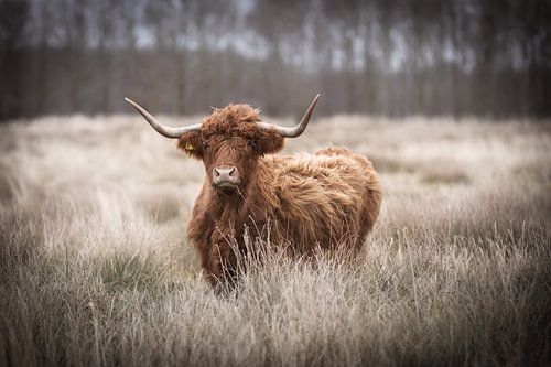 Scottish highlander cow looks up through the grass