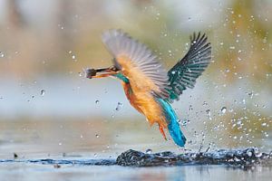 Kingfisher - gotcha by Kingfisher.photo - Corné van Oosterhout