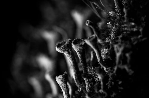The universe of the trumpet lichen