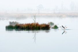 Ganzen in mistig natuurgebied by Art by Fokje