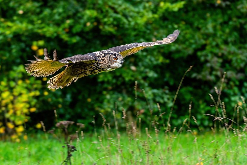 Der Uhu - Bubo bubo von Rob Smit