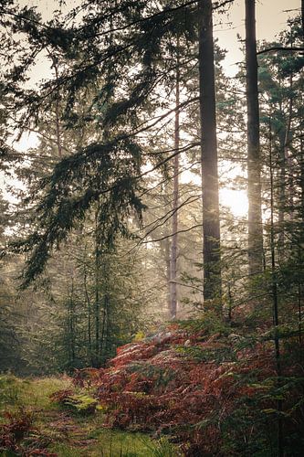 Zonsopkomst in een mistig Speulderbos