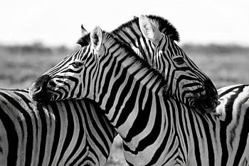 Kuschelige Zebras