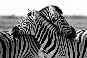 knuffelende zebra's van Jan van Reij