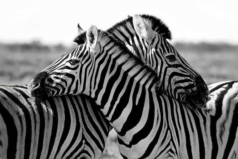 knuffelende zebra's van Jan van Reij