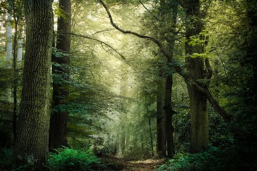 Avondzon in de bossen