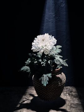 Vase flottant avec fleur sur Martijn Hoogendoorn